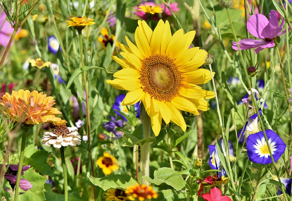 sunflower-3696960_960_720